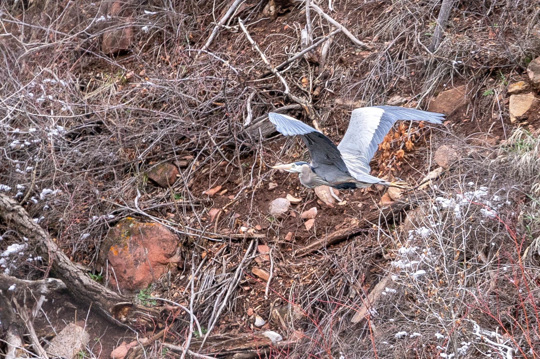 Heron